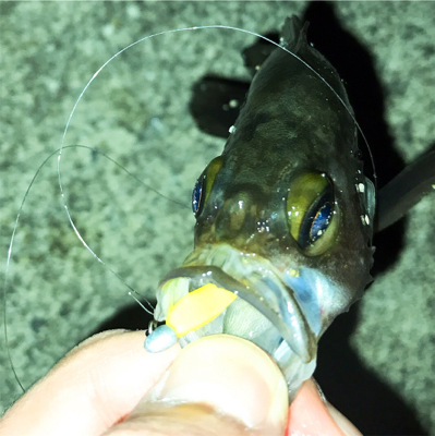 二夜連続メバリング