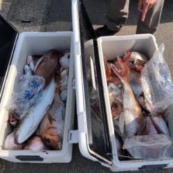 完全フカセで真鯛ブリ