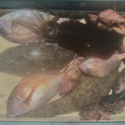 タイラバ 、ジギング、エギング