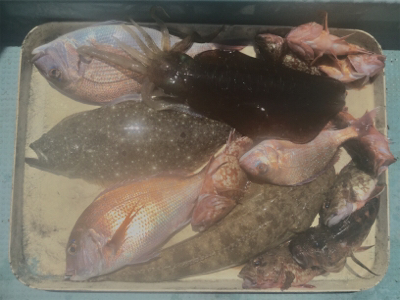 タイラバ 、ジギング、エギング