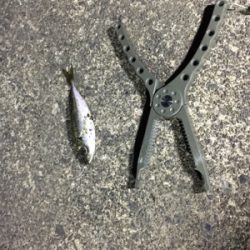 別場所にてアジング