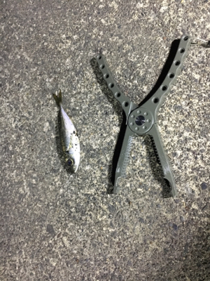 別場所にてアジング