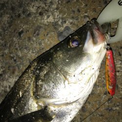 サンダルシーバス!