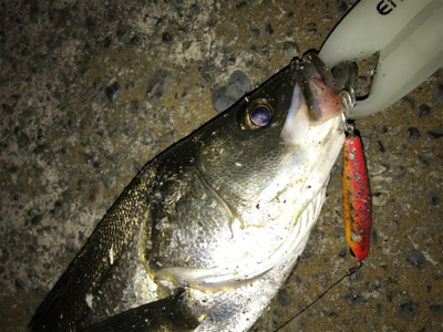 サンダルシーバス!