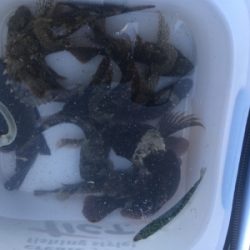 何とかメバリング成立(苦笑)