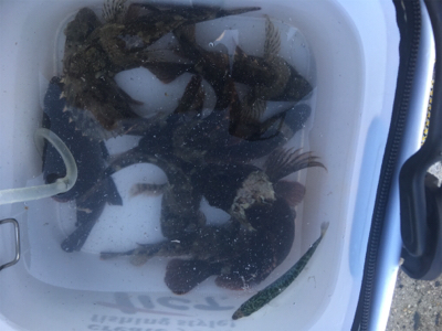 何とかメバリング成立（苦笑）