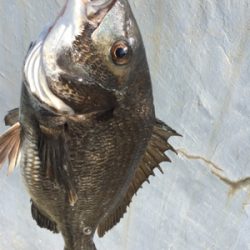 エビ撒きで底狙い