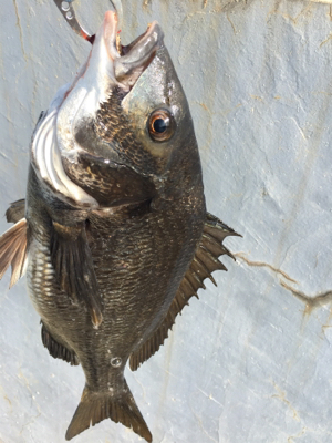 エビ撒きで底狙い