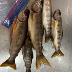 ルアーでアマゴ釣れた