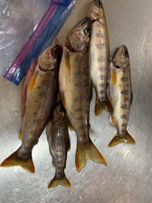 ルアーでアマゴ釣れた