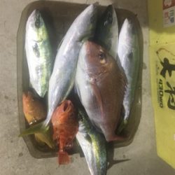 網野沖をマイボートでタイラバ、ジギング