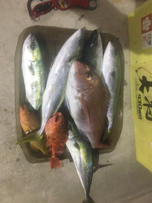 網野沖をマイボートでタイラバ、ジギング