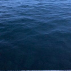 エサとワームで釣れるのは