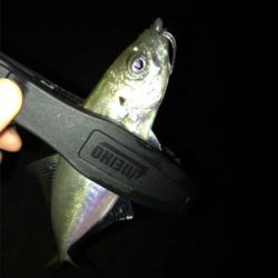 アジを求めて⑨