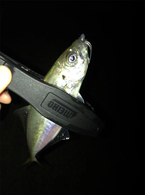 アジを求めて⑨