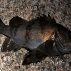 BIGなアイツがアツイ