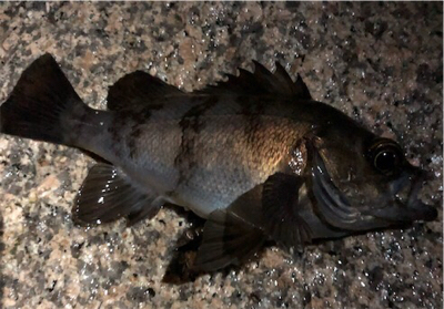 BIGなアイツがアツイ