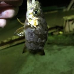 激シブメバリング