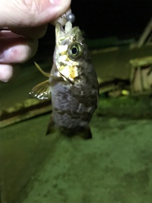 激シブメバリング