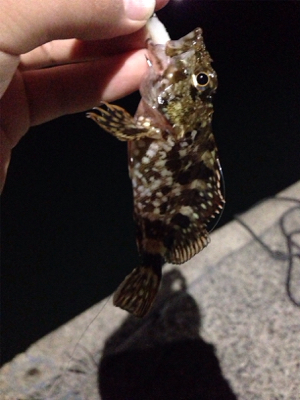 久しぶりのアジゲット