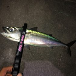 爆風メバリング