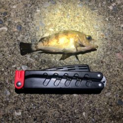 三崎 メバリング