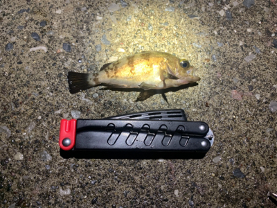 三崎 メバリング