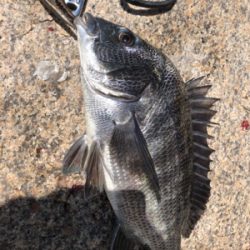 記録更新！ならず！