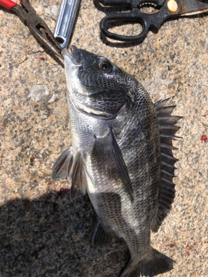 記録更新！ならず！