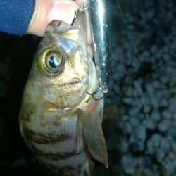 ナイトメバリング