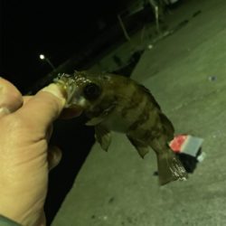 えそばっかり！の巻。