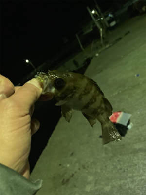 えそばっかり！の巻。