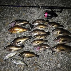 帰省メバリング♪