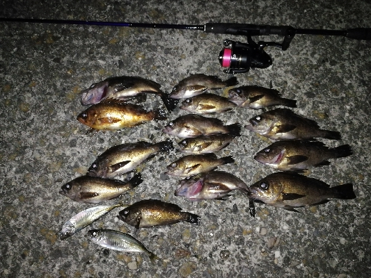 帰省メバリング♪