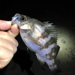 数釣りライトゲーム