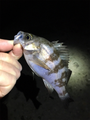 数釣りライトゲーム