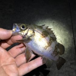 漁港で数釣りメバリング