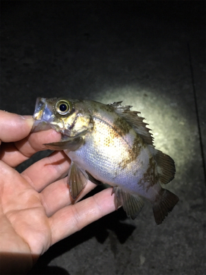 漁港で数釣りメバリング