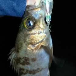 ナイトプラッギング