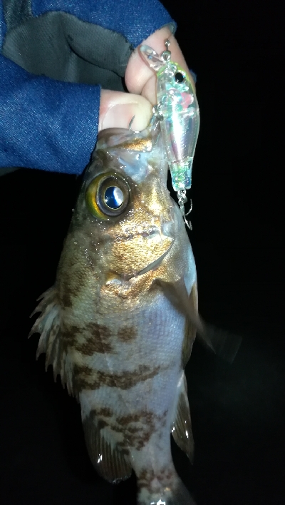 ナイトプラッギング