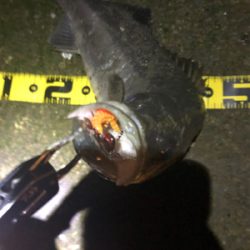 よく釣れました。