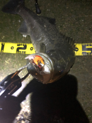 よく釣れました。