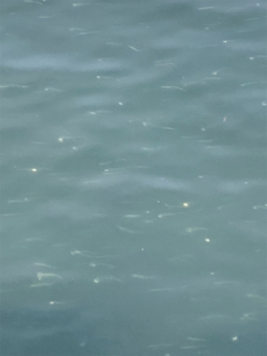 活性高し!シーバスマルチ♫