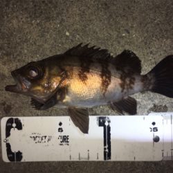 明石周辺ライトゲーム