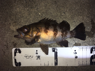 明石周辺ライトゲーム