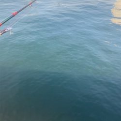 力漲る鰯付きシーバス！！