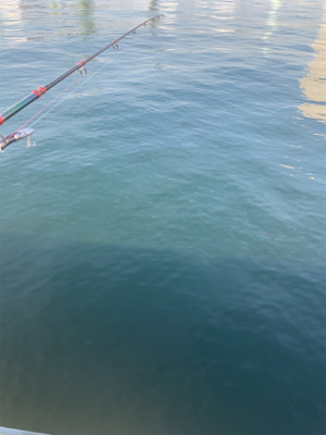 力漲る鰯付きシーバス！！