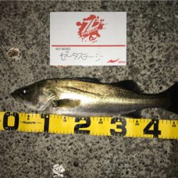 イワシ付きシーバス？