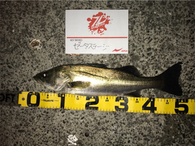 イワシ付きシーバス？