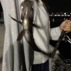 アジングは楽しいぞ！